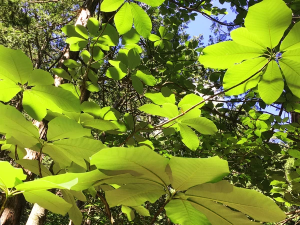 [02] 森に学ぶ　〜心優しき共存共栄〜