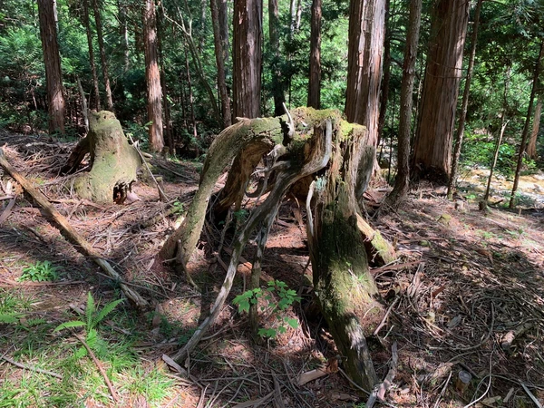 [03] 自然が生み出すアートなうねり（Coming Soon）